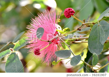 CianAndre Selo(Tokiwanem)在調布植物園盛開 CianAndre Selo(Tokiwanem)在調布植物園盛開 39281907