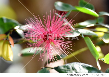 CianAndre Selo(Tokiwanem)在調布植物園盛開 CianAndre Selo(Tokiwanem)在調布植物園盛開 39281908