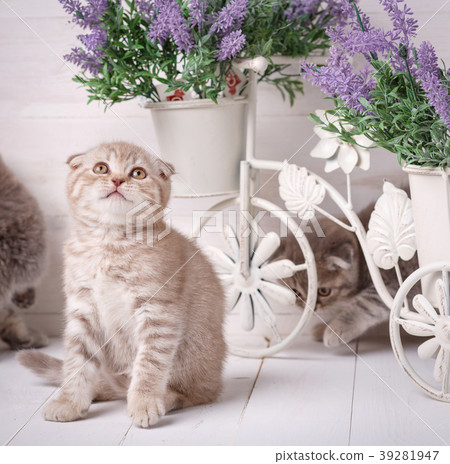 Cream-colored Scottish kitten sitting near a pot Cream-colored Scottish kitten sitting near a pot 39281947