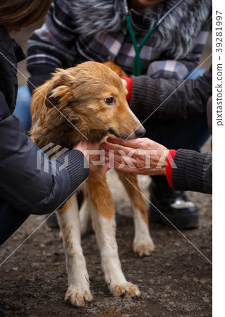 Redheaded homeless dog with people who help him 39281997