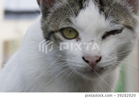 貓 貓 39282020