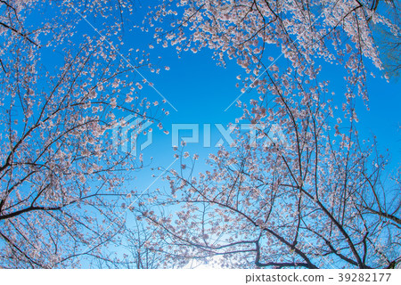 Somei Yoshino 3 39282177