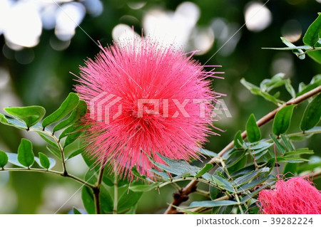 CianAndre Selo（Tokiwanem）在調布植物園盛開 39282224