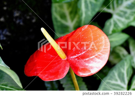 Anthurium blooming in Chofu Botanical Garden 39282226
