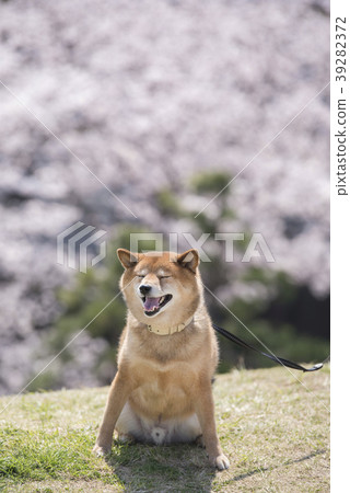 Shiba Inu Sakura I feel good Shiba Inu Sakura I feel good 39282372