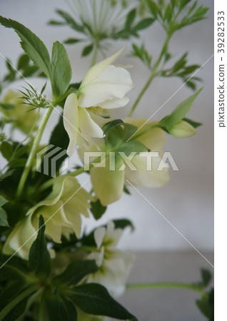 White flowers 39282533