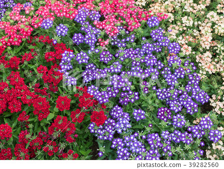 Colorful background of the fresh sweet alyssum. Colorful background of the fresh sweet alyssum. 39282560
