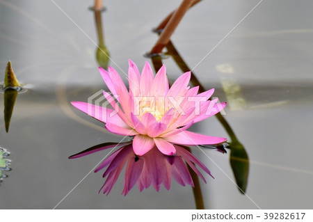 開花在調味料植物園裡的荷花 39282617