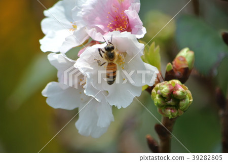 櫻花 櫻花 39282805