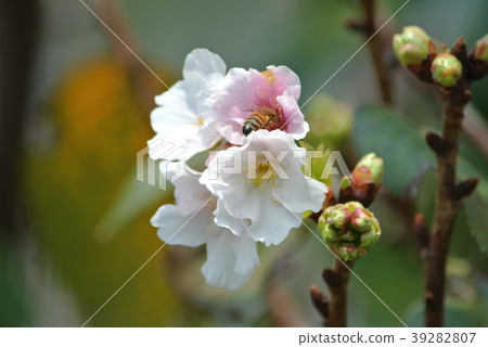 櫻花 櫻花 39282807