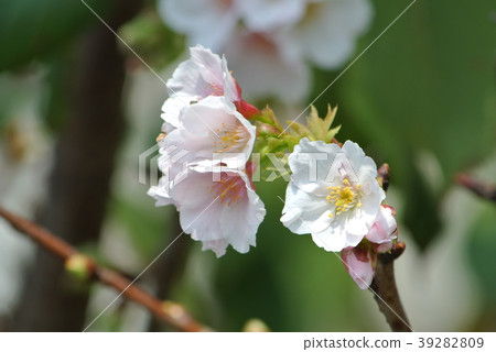 Cherry blossoms  39282809
