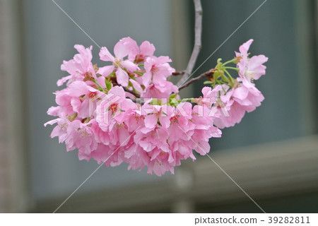 櫻花 櫻花 39282811