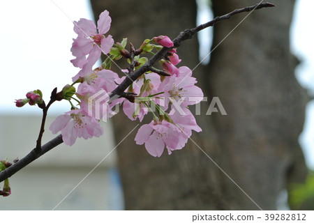 櫻花 39282812