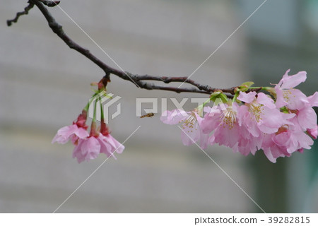 櫻花 39282815