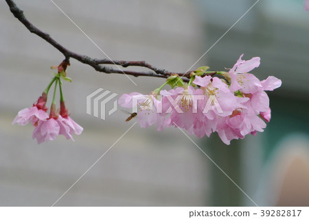 櫻花 39282817
