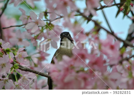櫻花 39282831
