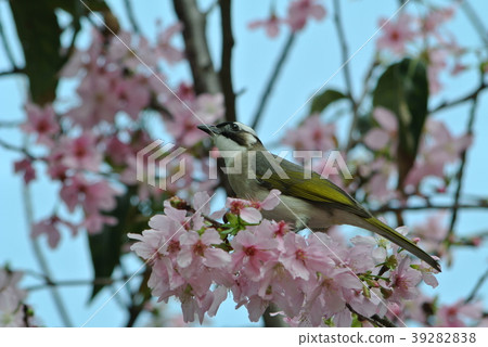 櫻花 櫻花 39282838