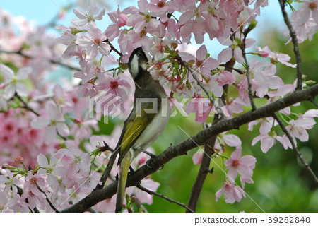 櫻花 39282840