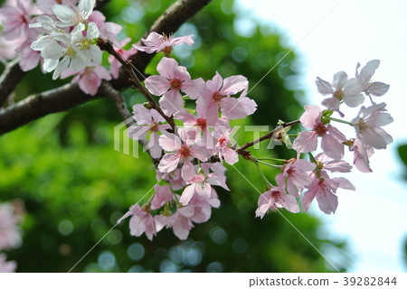 櫻花 櫻花 39282844
