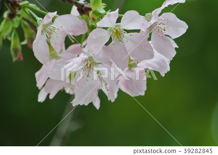 Cherry blossoms Cherry blossoms 39282845
