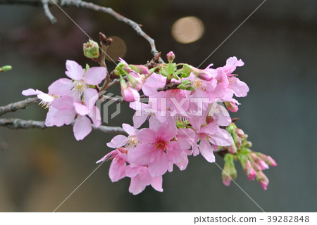 Cherry blossoms Cherry blossoms 39282848