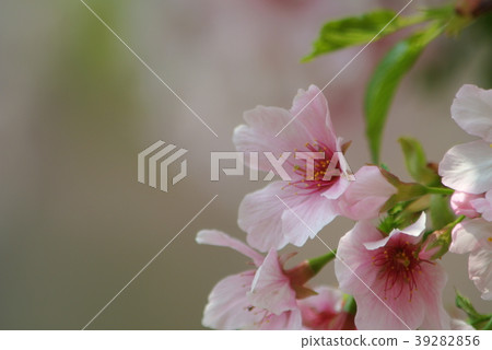 櫻花 39282856
