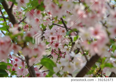 櫻花 櫻花 39282873