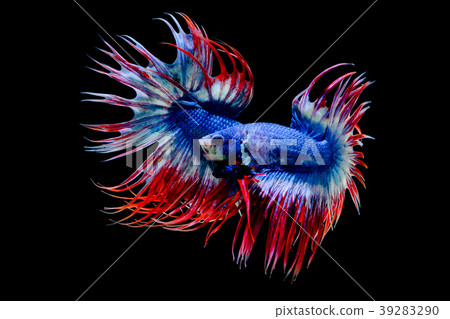 betta Fighting fish 39283290