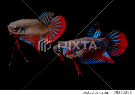betta Fighting fish 39283296