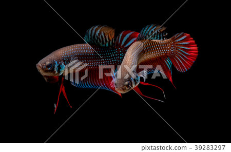 betta Fighting fish betta Fighting fish 39283297