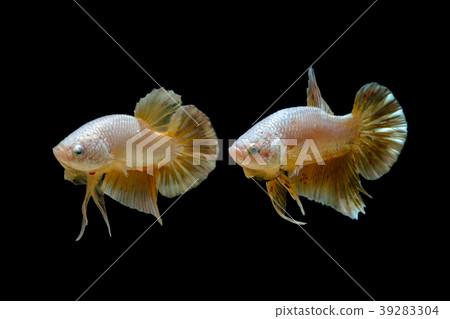 betta Fighting fish betta Fighting fish 39283304