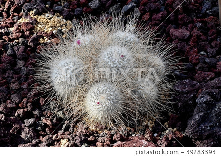 Chofu Botanical Garden Cactus-Mamilaria Chofu Botanical Garden Cactus-Mamilaria 39283393