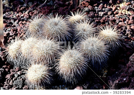 Cactus in the botanical garden of Chofu-Mamilaria seal Cactus in the botanical garden of Chofu-Mamilaria seal 39283394