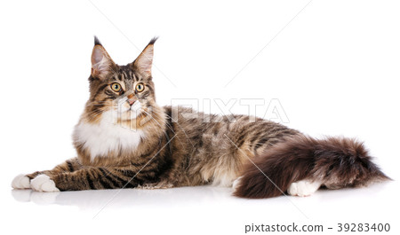 Beautiful maine coon cat 39283400
