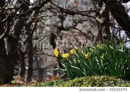 Narcissus and plum trees 39283474