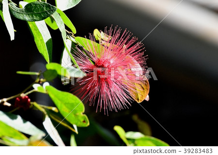 CianAndre Selo(Tokiwanem)在調布植物園盛開 CianAndre Selo(Tokiwanem)在調布植物園盛開 39283483
