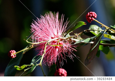 CianAndre Selo(Tokiwanem)在調布植物園盛開 CianAndre Selo(Tokiwanem)在調布植物園盛開 39283484