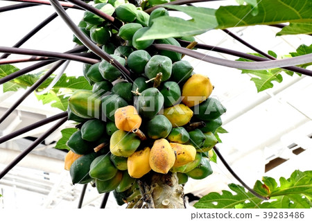 Chofu tree of papaya in the garden Chofu tree of papaya in the garden 39283486
