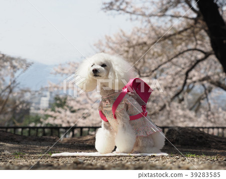 Toy poodle carrying cherry blossoms and school bags Toy poodle carrying cherry blossoms and school bags 39283585