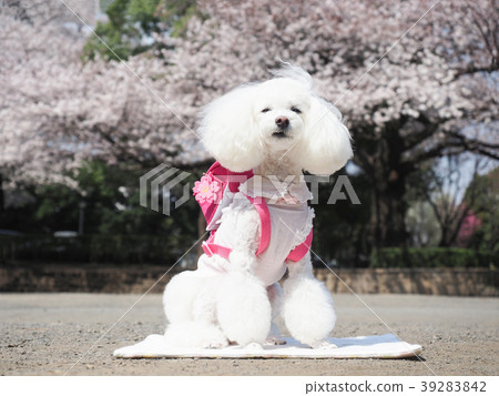 玩具貴賓犬攜帶櫻花和粉紅色的書包 39283842