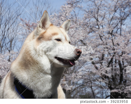 Cherry blossoms and Siberian husky 39283958