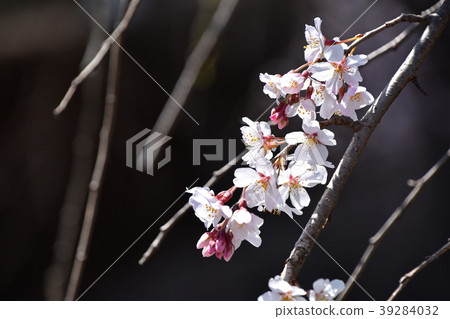 蕨眼淚（分枝櫻花） 39284032