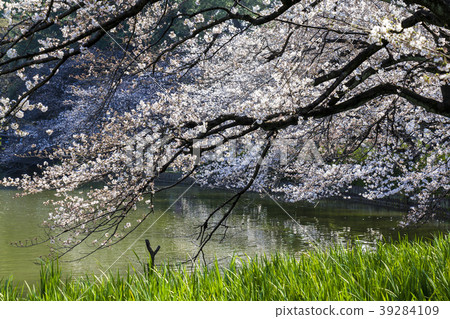 愛知縣名古屋市Meijo Park Sakura 39284109
