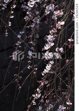 Fern tears (branched cherry blossoms) 39284324