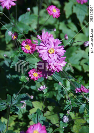 秋菊花Shumaegyuk花語是“蒼白的思想” 39285044