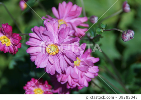 秋菊花Shumaegyuk花語是“蒼白的思想” 39285045