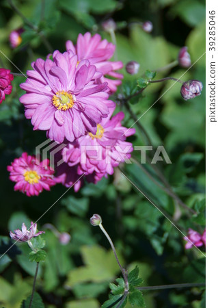 秋菊花Shumaegyuk花語是“蒼白的思想” 39285046