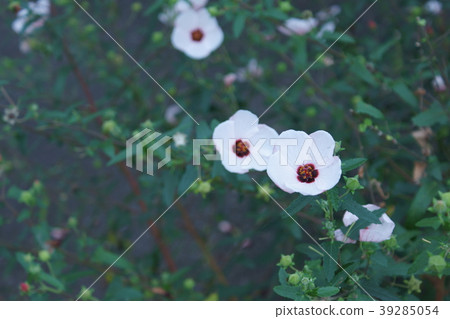 高砂玫瑰高砂福佑花語言是“精緻美麗” 39285054