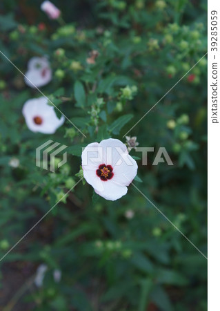 高砂玫瑰高砂福佑花語言是“精緻美麗” 高砂玫瑰高砂福佑花語言是“精緻美麗” 39285059