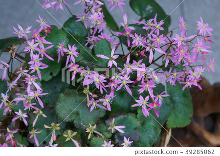 大寫字母Dimonjiso Flower語言是“信仰” 39285062